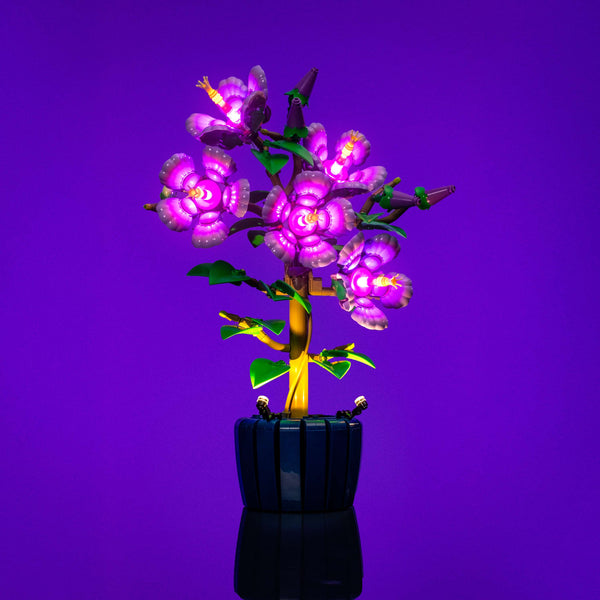 Botanicals_Hibiscus_10372-